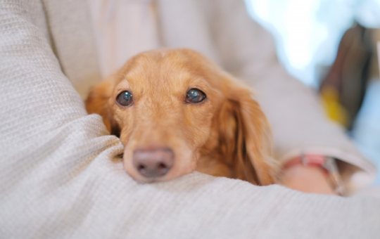 抱かれている犬