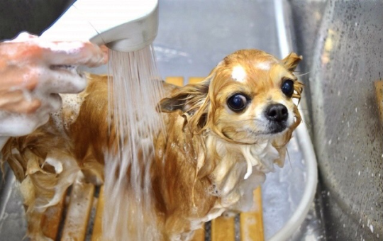 シャンプーされている犬